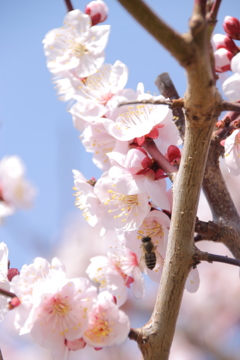 梅の花とはち