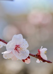 梅の花