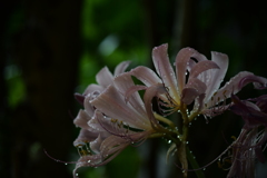 雨上がりの花