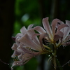 雨上がりの花