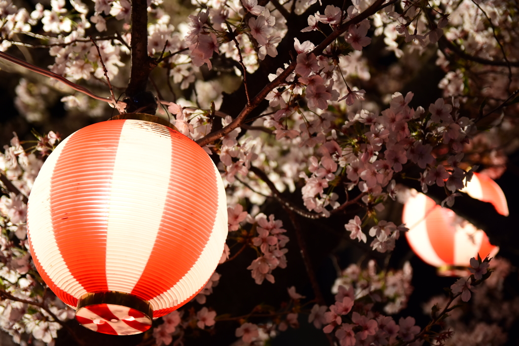 提灯と夜桜