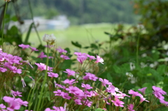 田舎の庭先