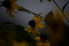 憂鬱な花