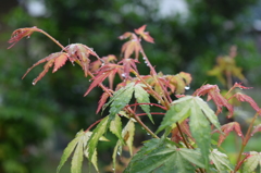 田舎の庭先②