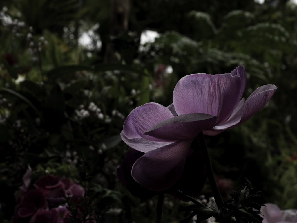 何の花？？