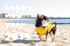 2019年あけましておめでとうございます