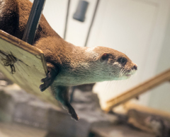 暴れん坊カワウソ