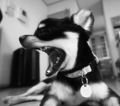 ガァー