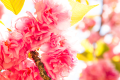 何の花？