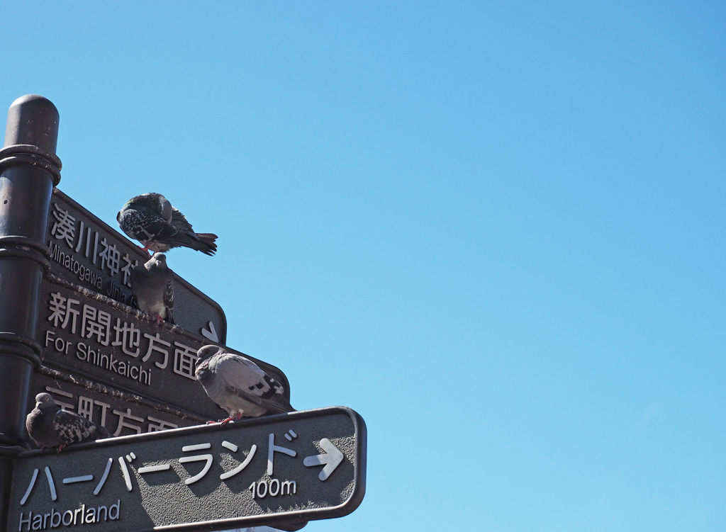 日向ぼっこには暑すぎる！！