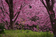 陽光桜