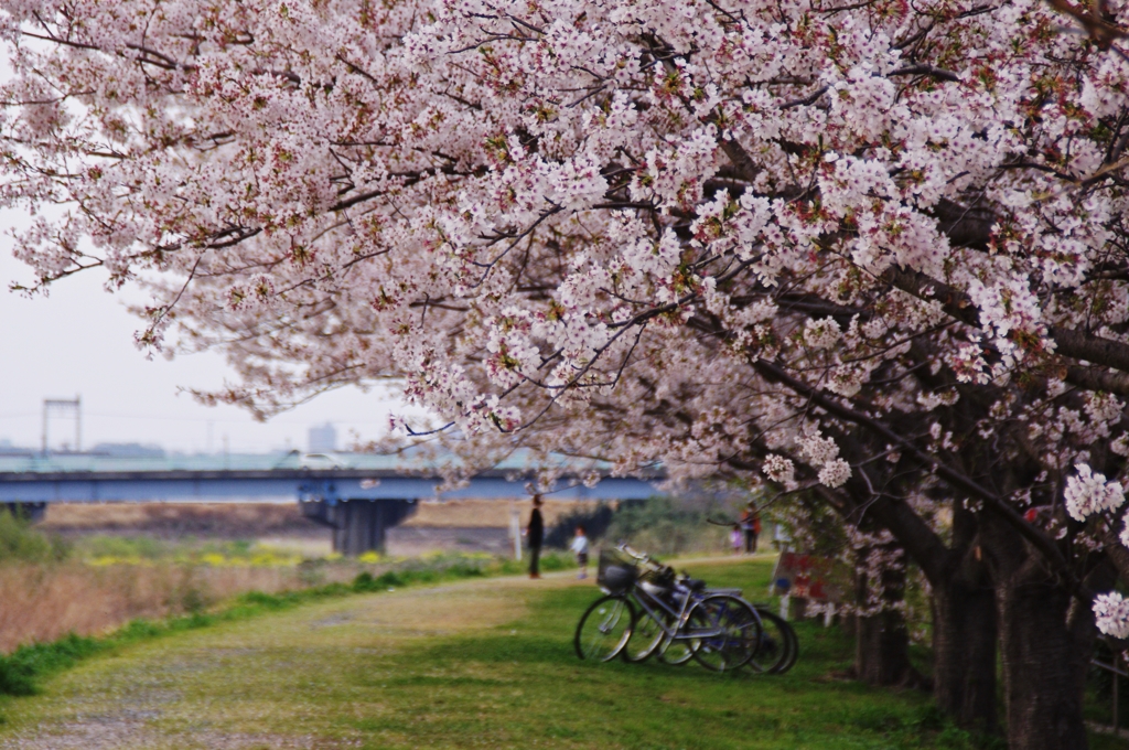 お花見