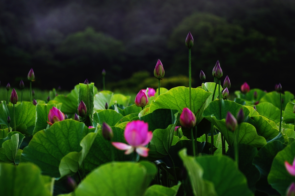 朝霧に輝く