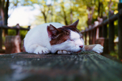 6月18日 午後のお猫様を Nikon Zoom 310AFで…02