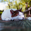 6月18日 午後のお猫様を Nikon Zoom 310AFで…02