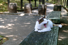 6月18日 午後のお猫様を Nikon Zoom 310AFで…01