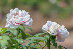 立てば芍薬座れば