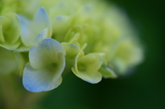 紫陽花＊日記