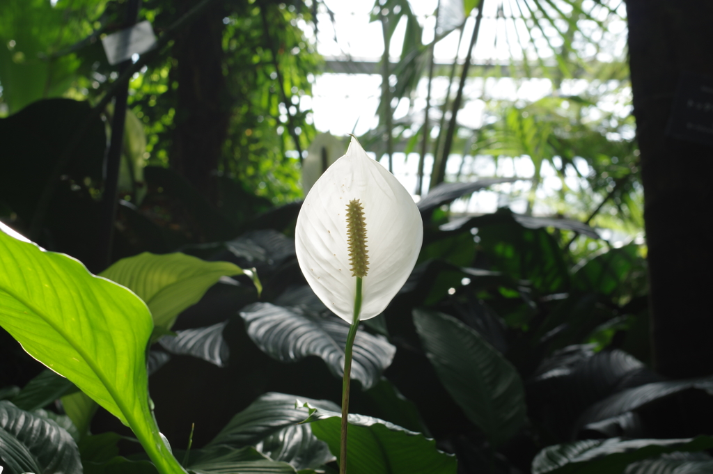 植物園にて