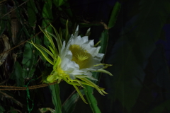 植物園散策