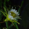 植物園散策