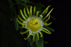 植物園散策
