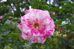 植物園にて