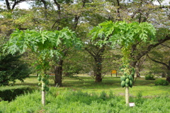 植物園にて