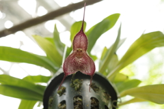 植物園にて