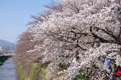 もうすぐ満開！