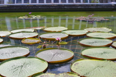 植物園にて