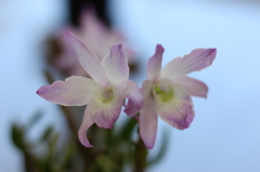 5月の植物園