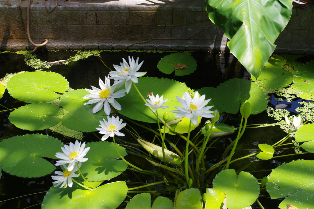 植物園散策