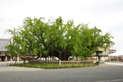 秋の本願寺