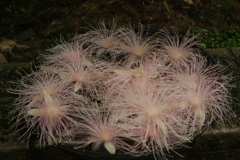 植物園にて