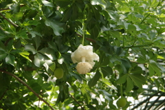 植物園にて