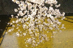 もうすぐ満開！