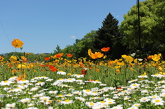 5月の植物園