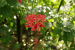 植物園にて