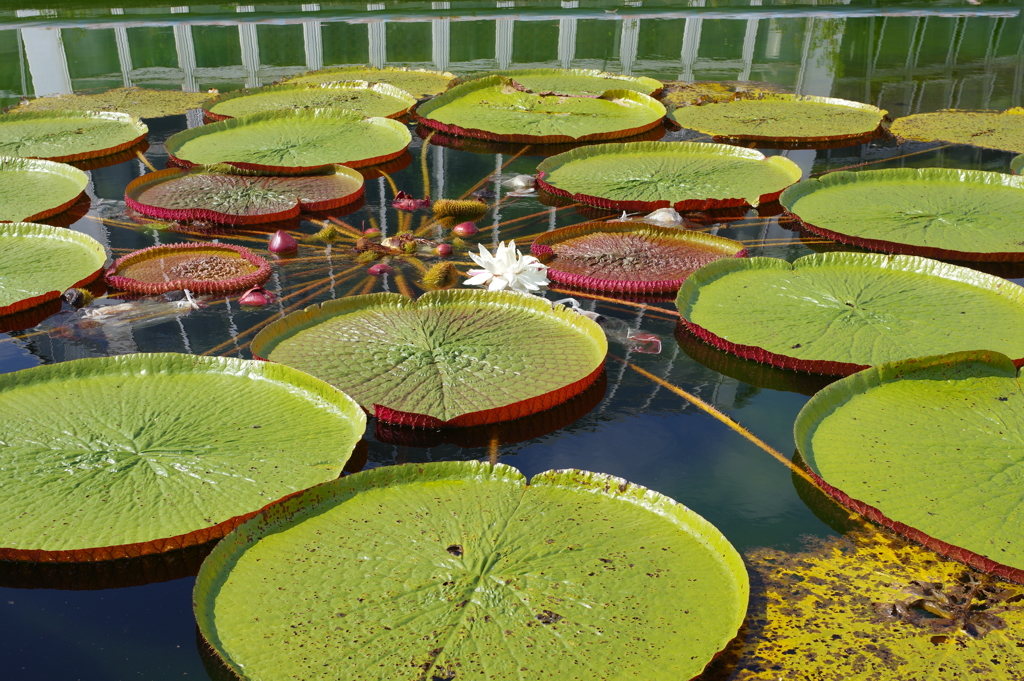植物園にて