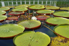 植物園にて