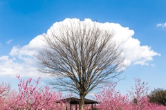 雲の木と桃の花