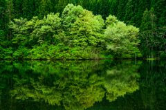 新緑の池