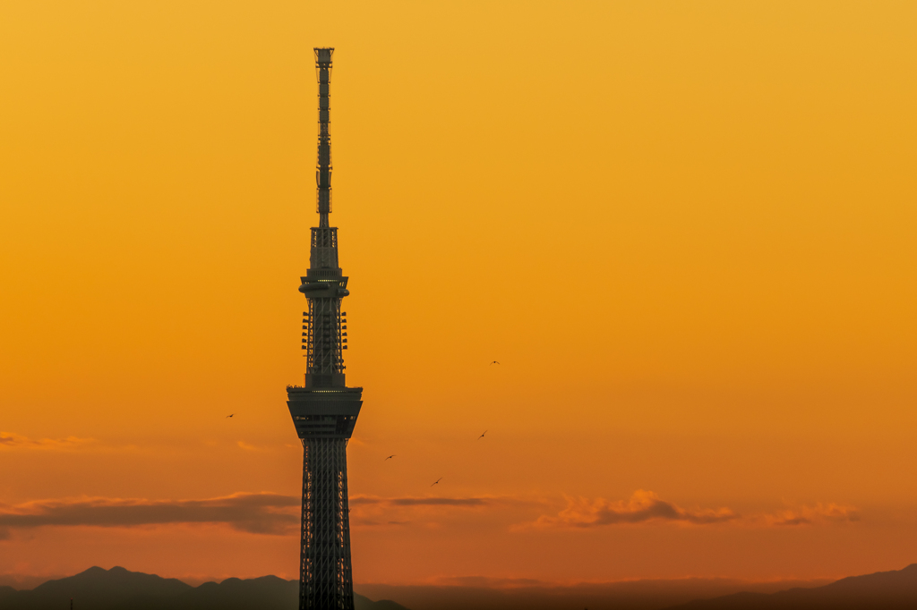 タワーの夕景