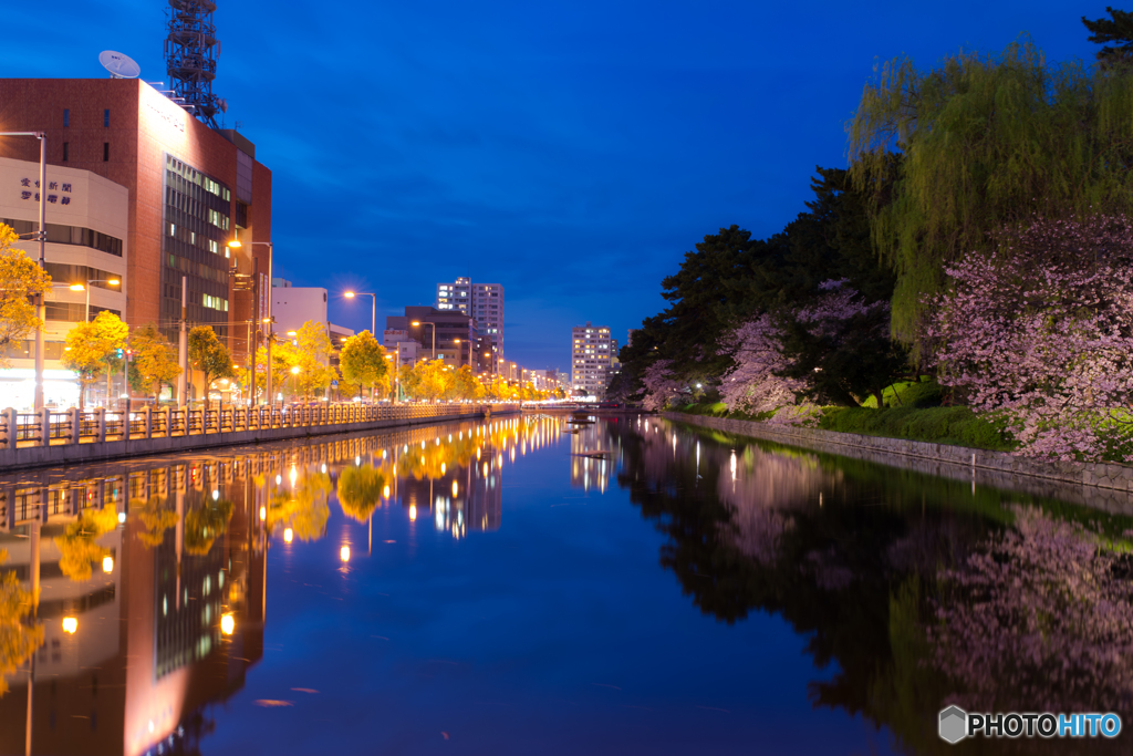 堀端夜桜