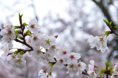 曇り空の桜3