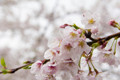 曇り空の桜2