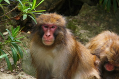 淡路島のお猿さん