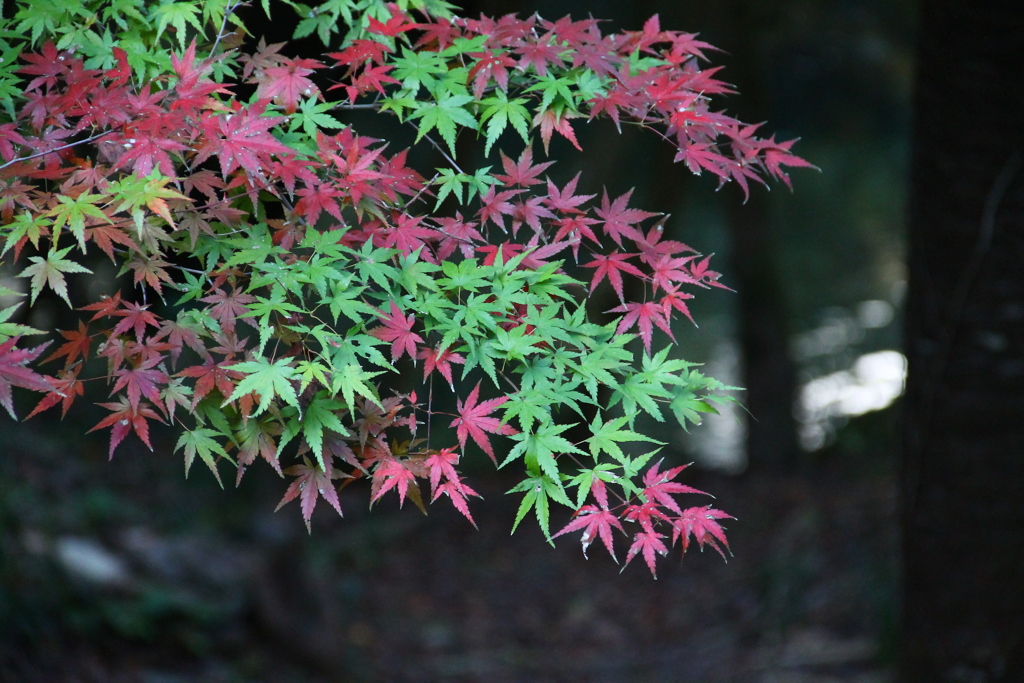 紅葉