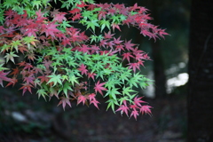 紅葉